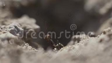在巢上看到蚁群的宏观景观，他们一起觅食。 日落超级特写镜头